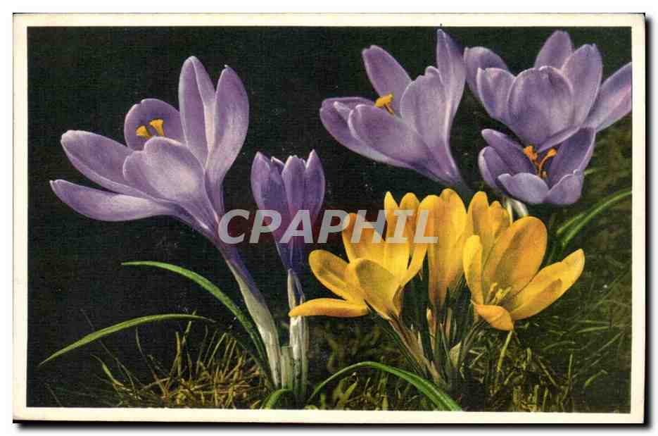 Fleurs - Flowers -purple and yellow flowers - CPA 