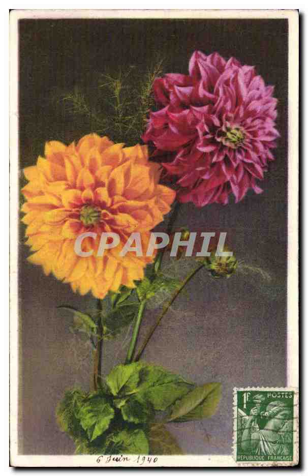 Fleurs - Flowers - two large blooms - CPA 