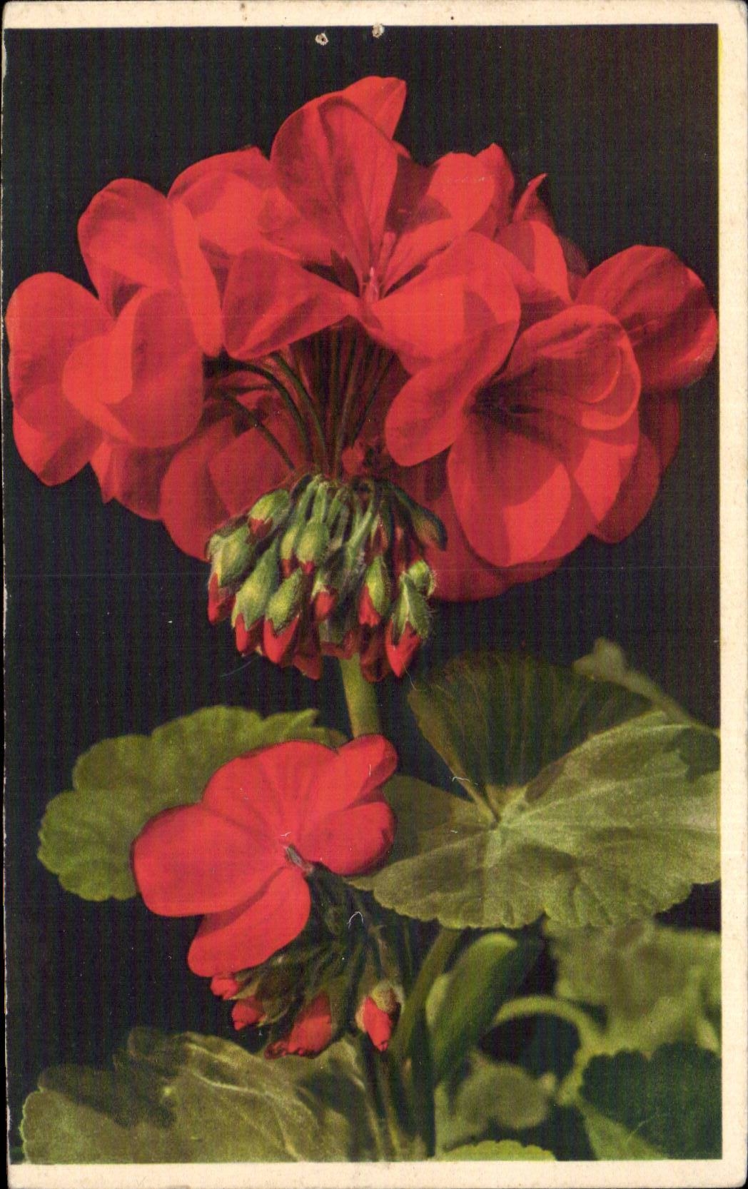 Fleurs - Flowers - fire red blooms - CPA 