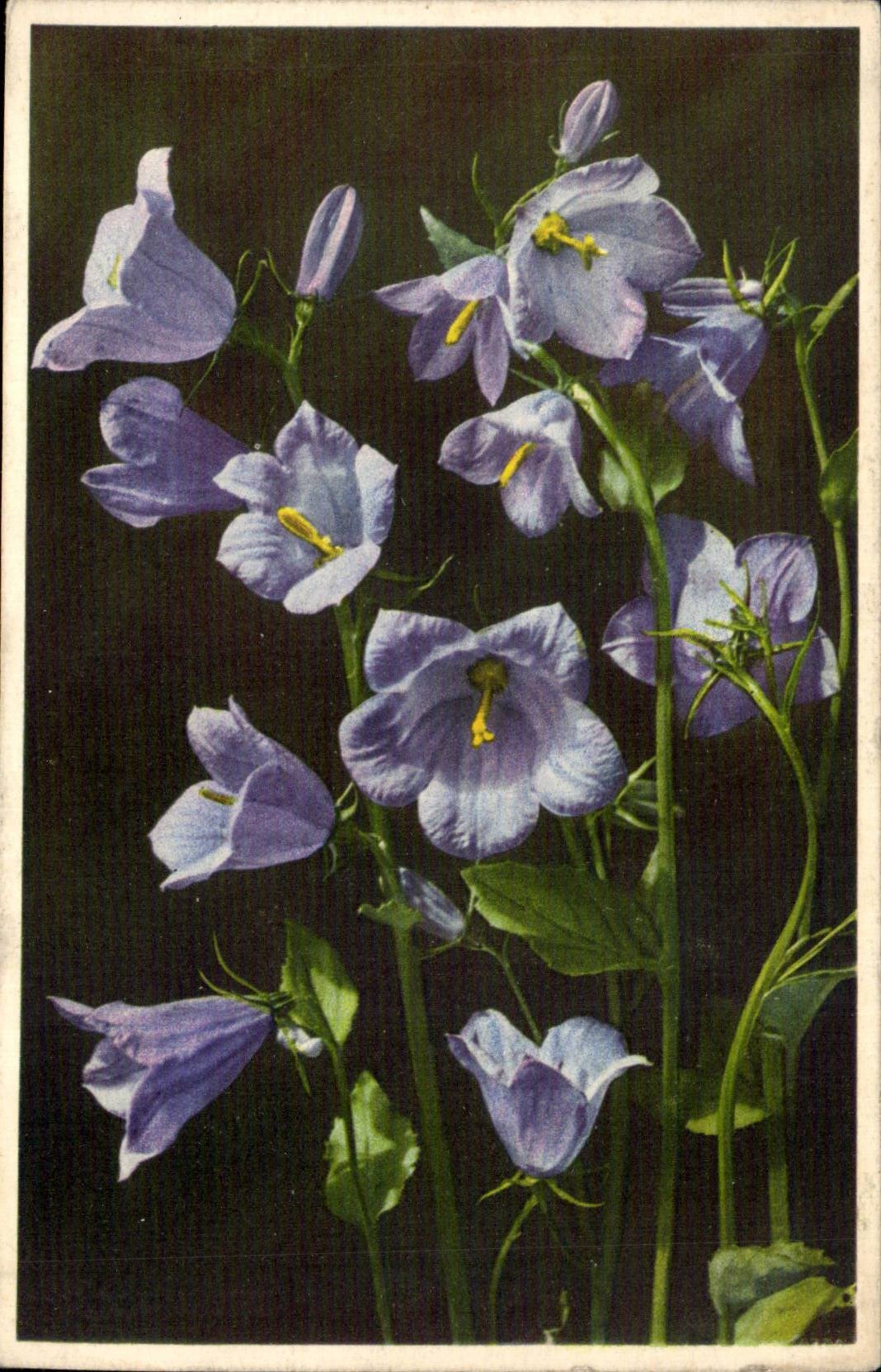 Fleurs - Flowers - delicate blue flowers - CPA 