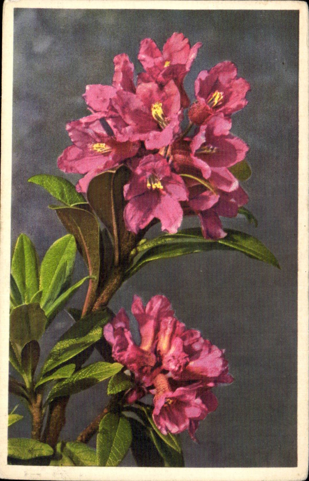 Fleurs - Flowers - CPA 