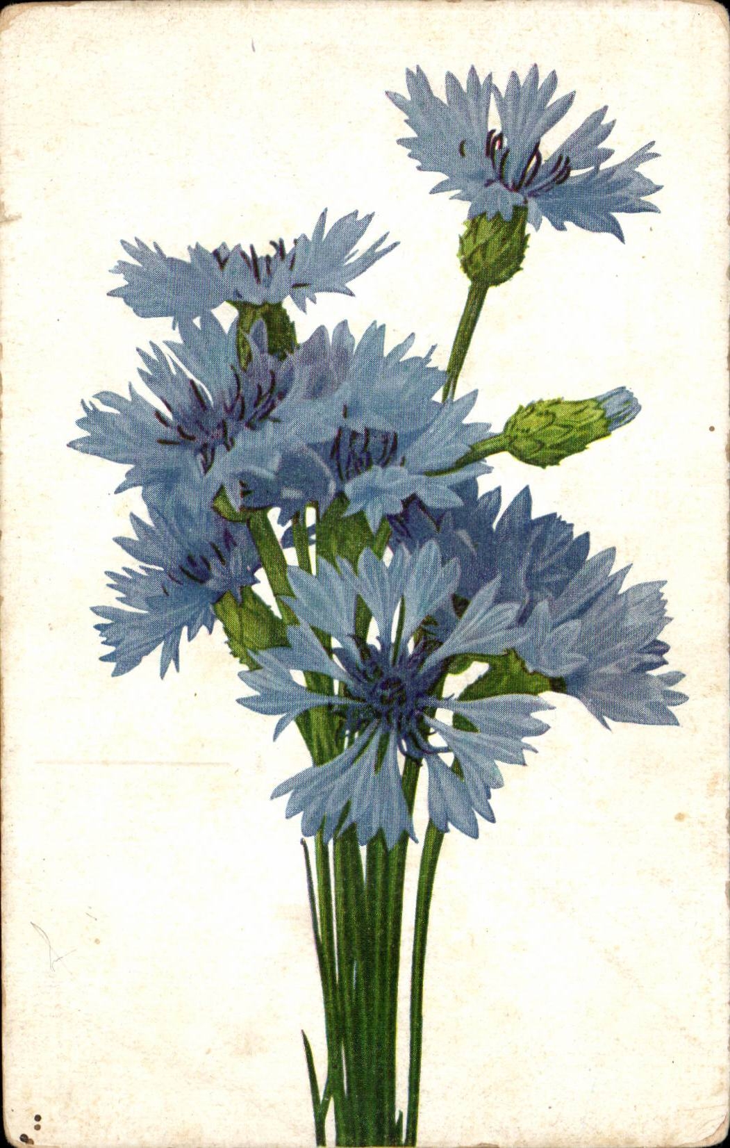 Fleurs - Flowers - bright blue bouquet - CPA 