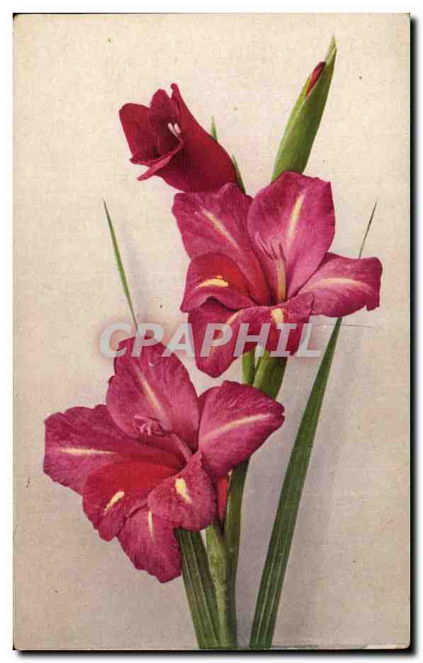 Fleurs - Flowers - Lys - Lilies - CPA 
