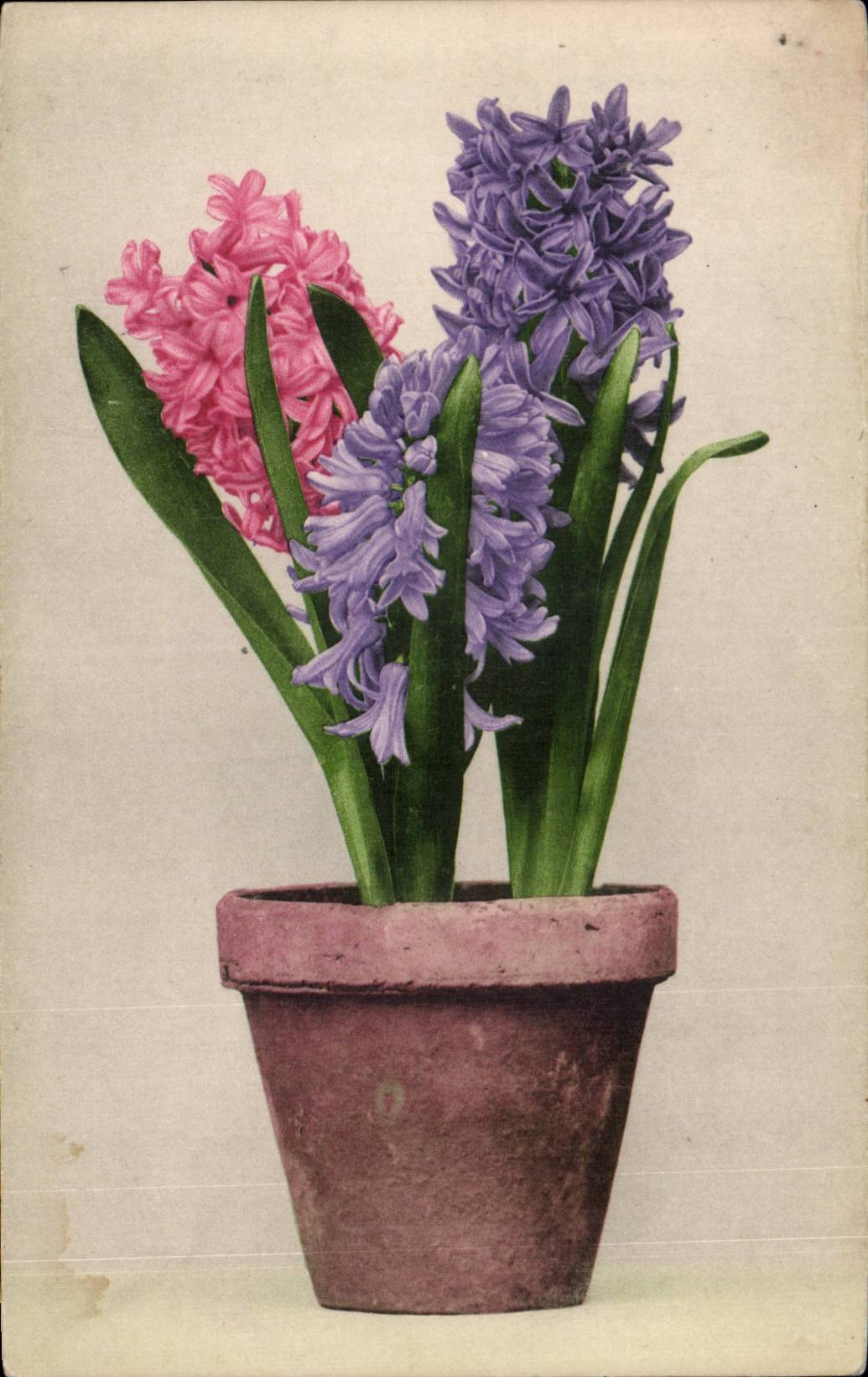 Fleurs - Flowers - pot of bulb flowers - CPA 