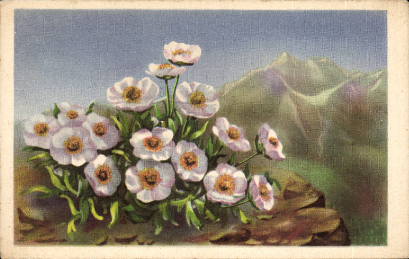 Fleurs - Flowers - mountain flowers - CPA 