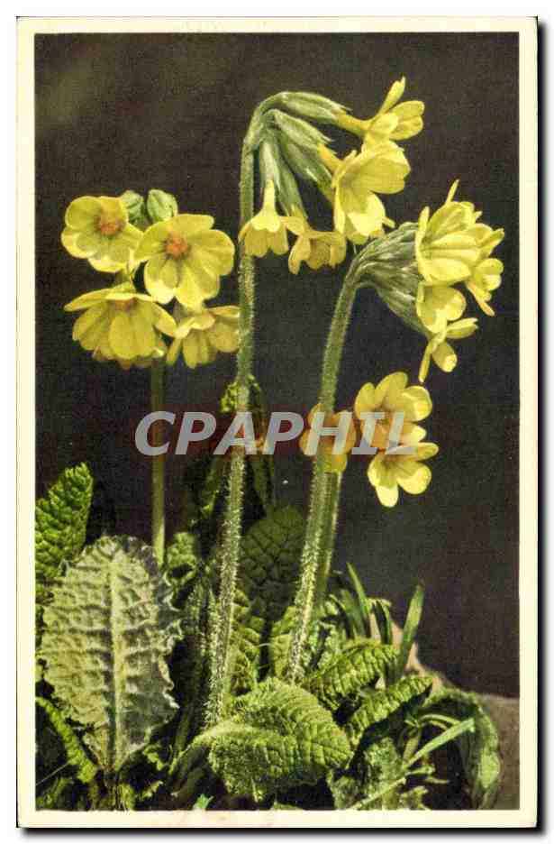 Fleurs - Flowers - Yellow blooms - CPA 