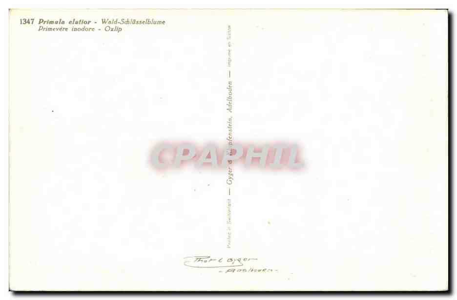 Fleurs - Flowers - Yellow blooms - CPA  — Back
