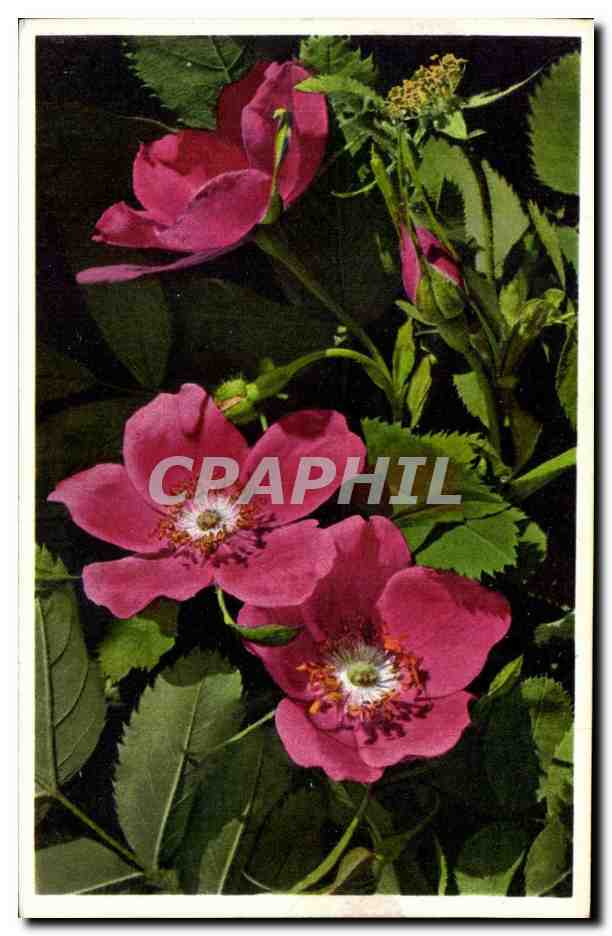 Fleurs - Flowers - CPA 