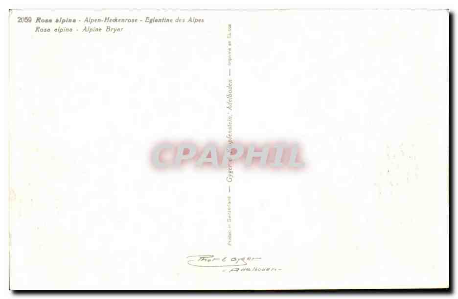 Fleurs - Flowers - CPA  — Verso