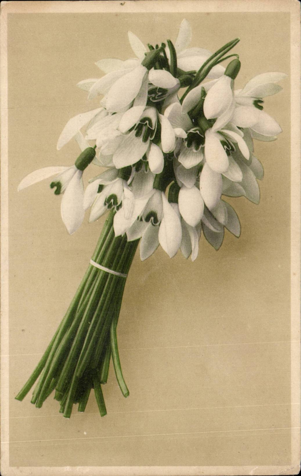 Fleurs - Flowers - White blossoms - CPA 