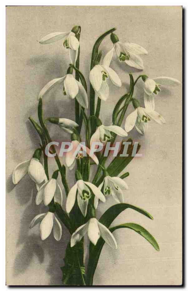 Fleurs - Flowers - White blossoms - CPA 