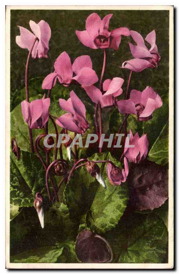 Fleurs - Flowers - pink blossoms - CPA 