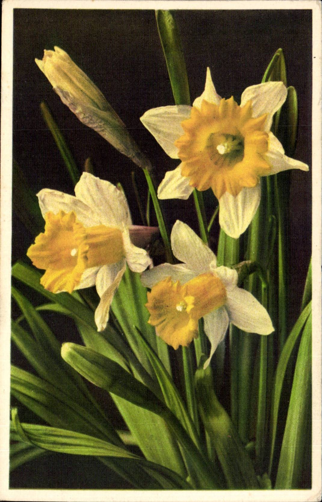 Fleurs - Flowers - yellow daffodils - CPA 