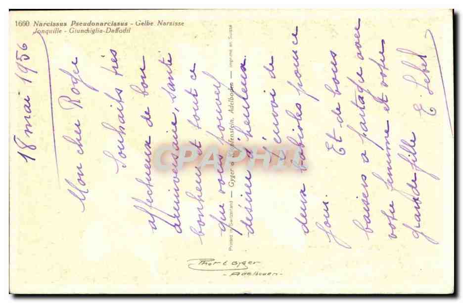 Fleurs - Flowers - yellow daffodils - CPA  — Verso