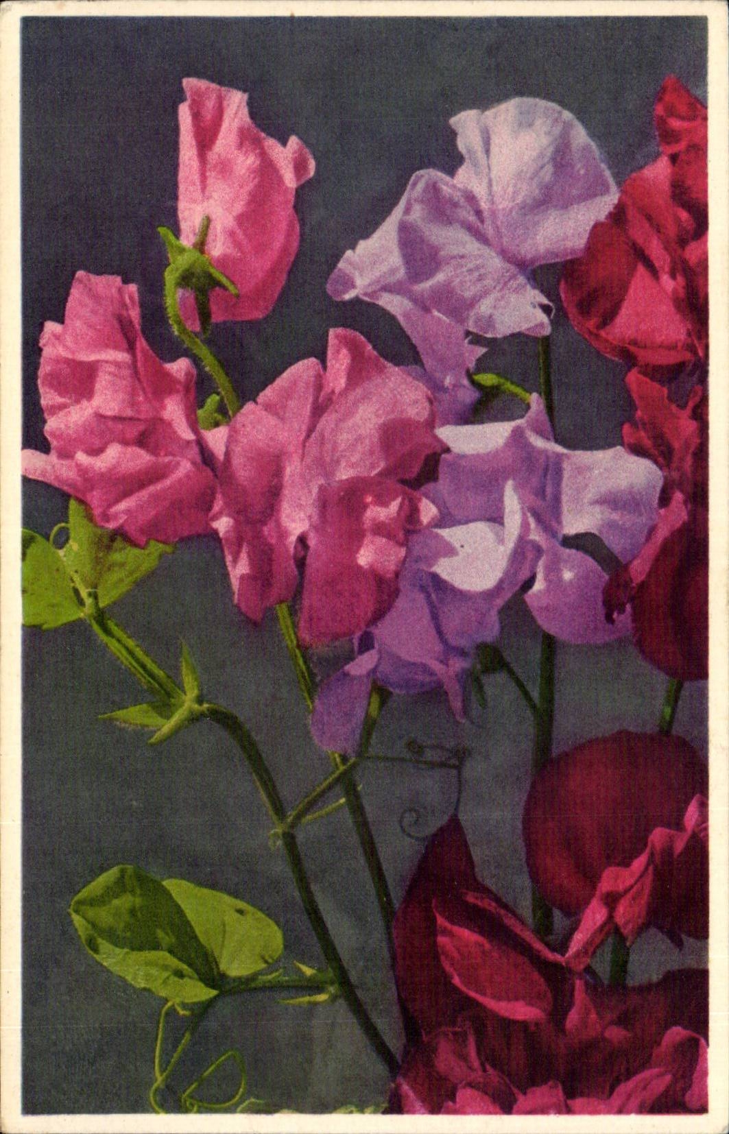 Fleurs - Flowers - pink flowers - CPA 