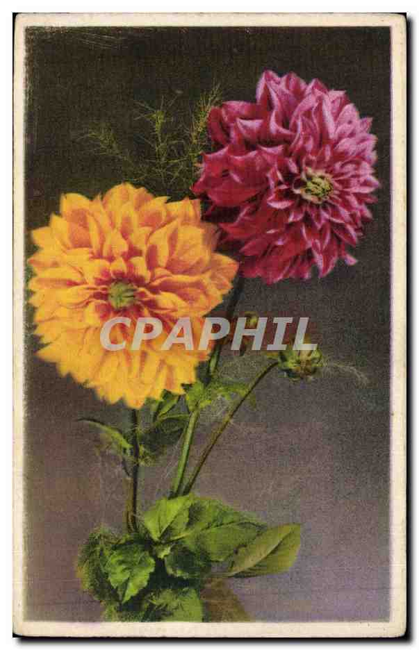 Fleurs - Flowers - 2 pretty flowers - CPA 