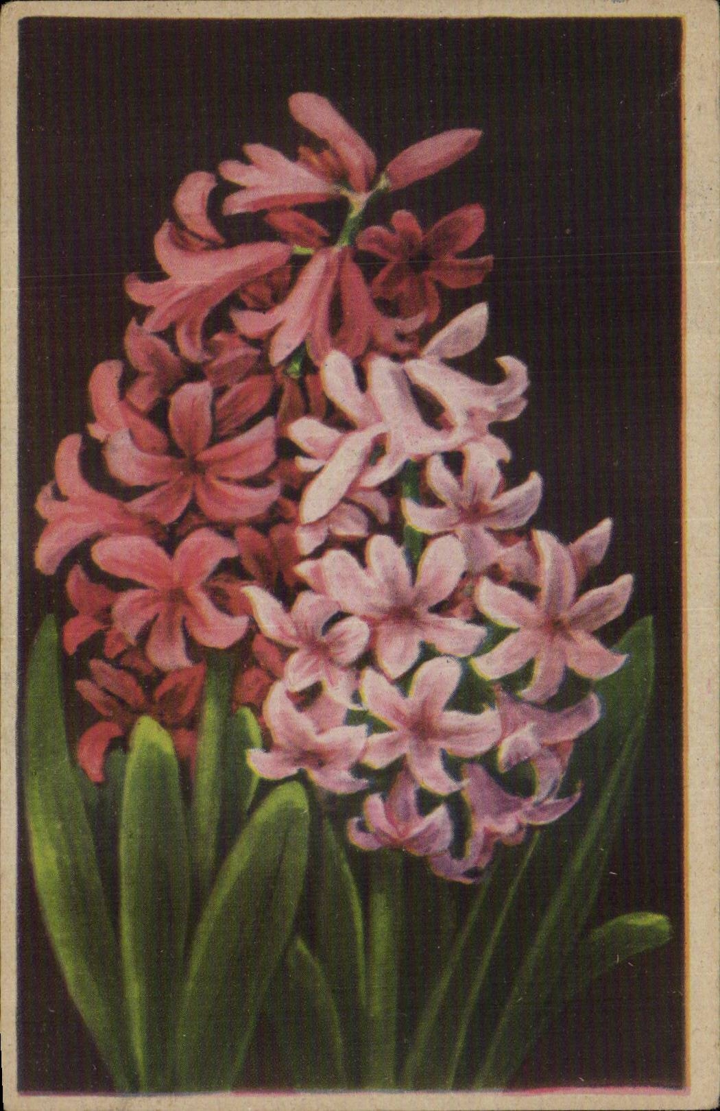 Fleurs - Pretty flowers - CPA 