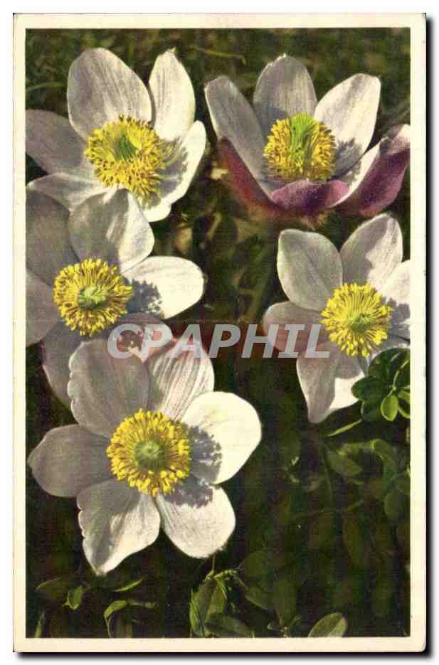Fleurs - Flowers - white blossoms - CPA 