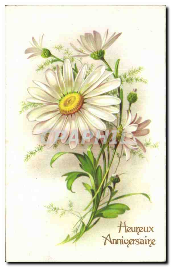 Fleurs - Flowers - pretty daisies - CPA 