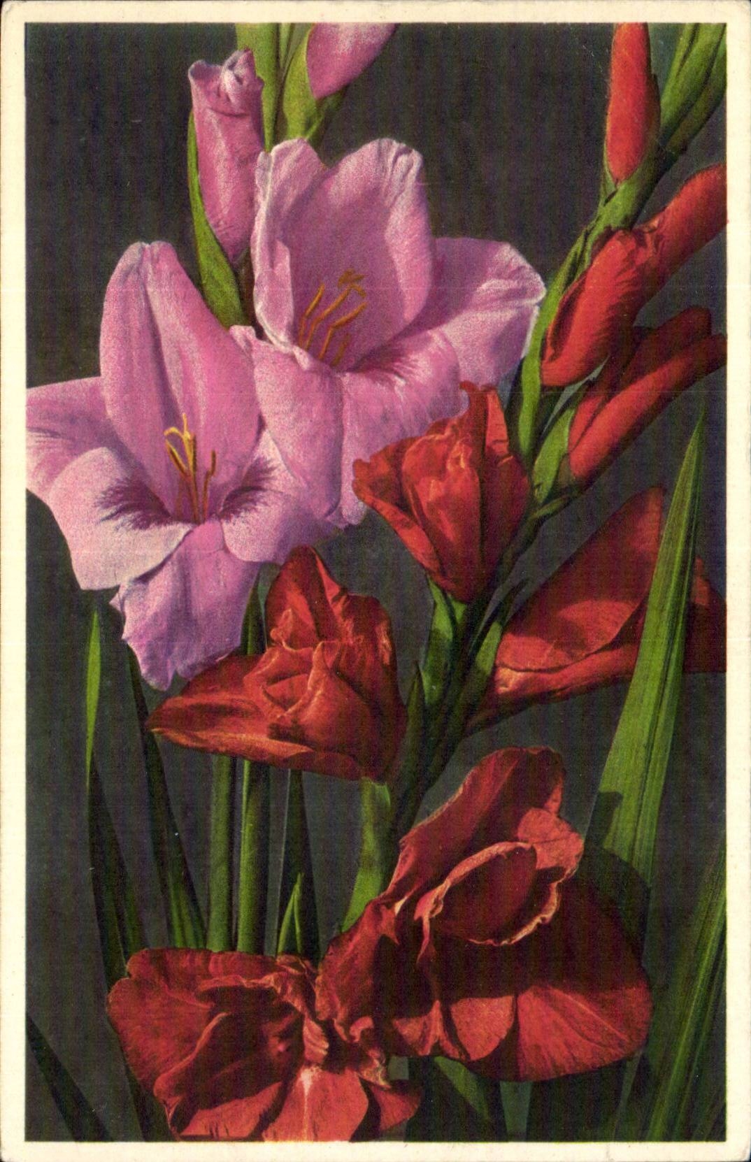 Fleurs - Flowers - pink theme - CPA 