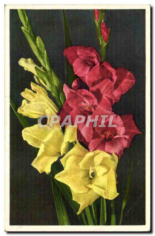 Fleurs - Flowers - CPA 