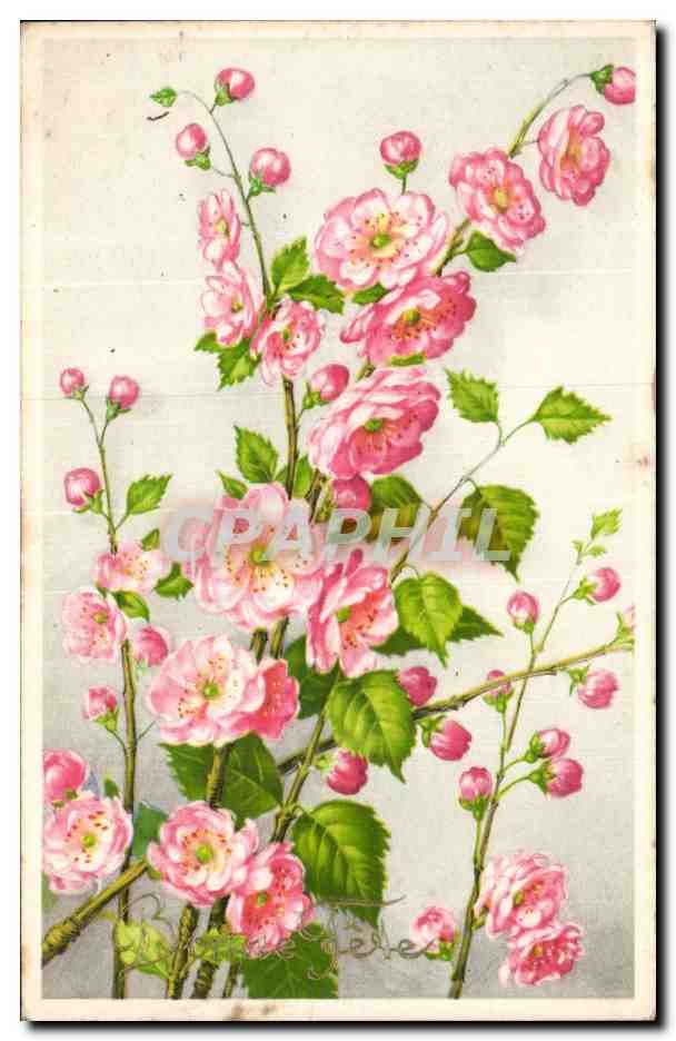Fleurs - Flowers - pretty pink blossoms - CPA 