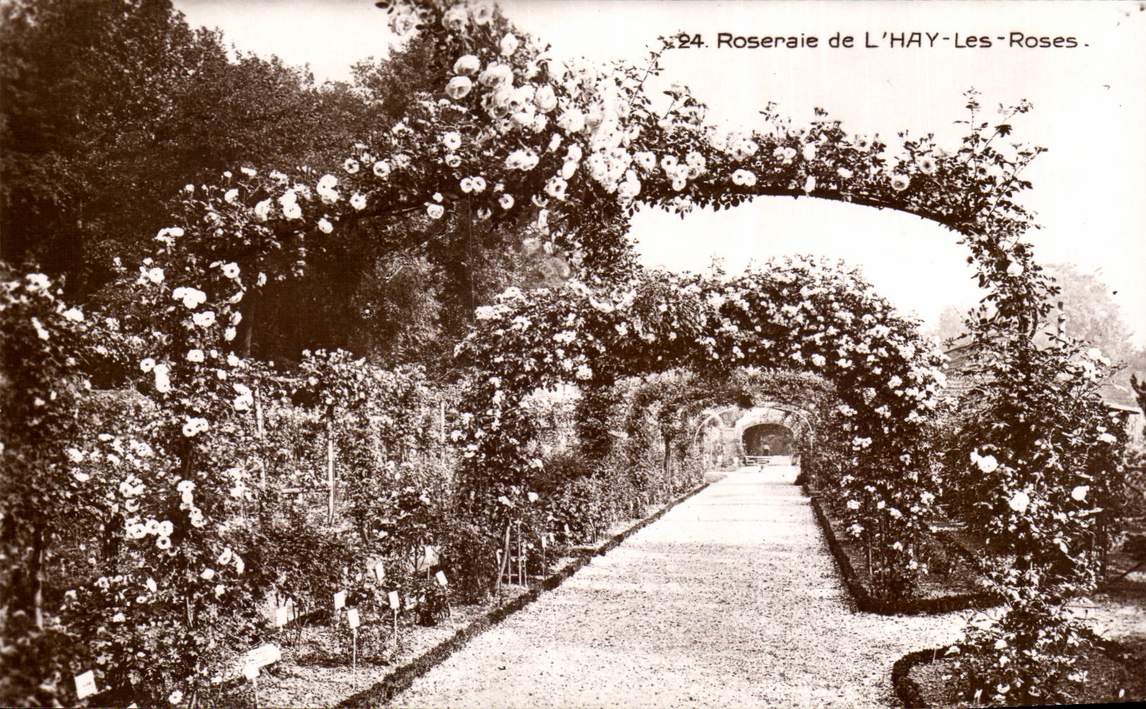 L'Hay les Roses - Roeraie - CPA 