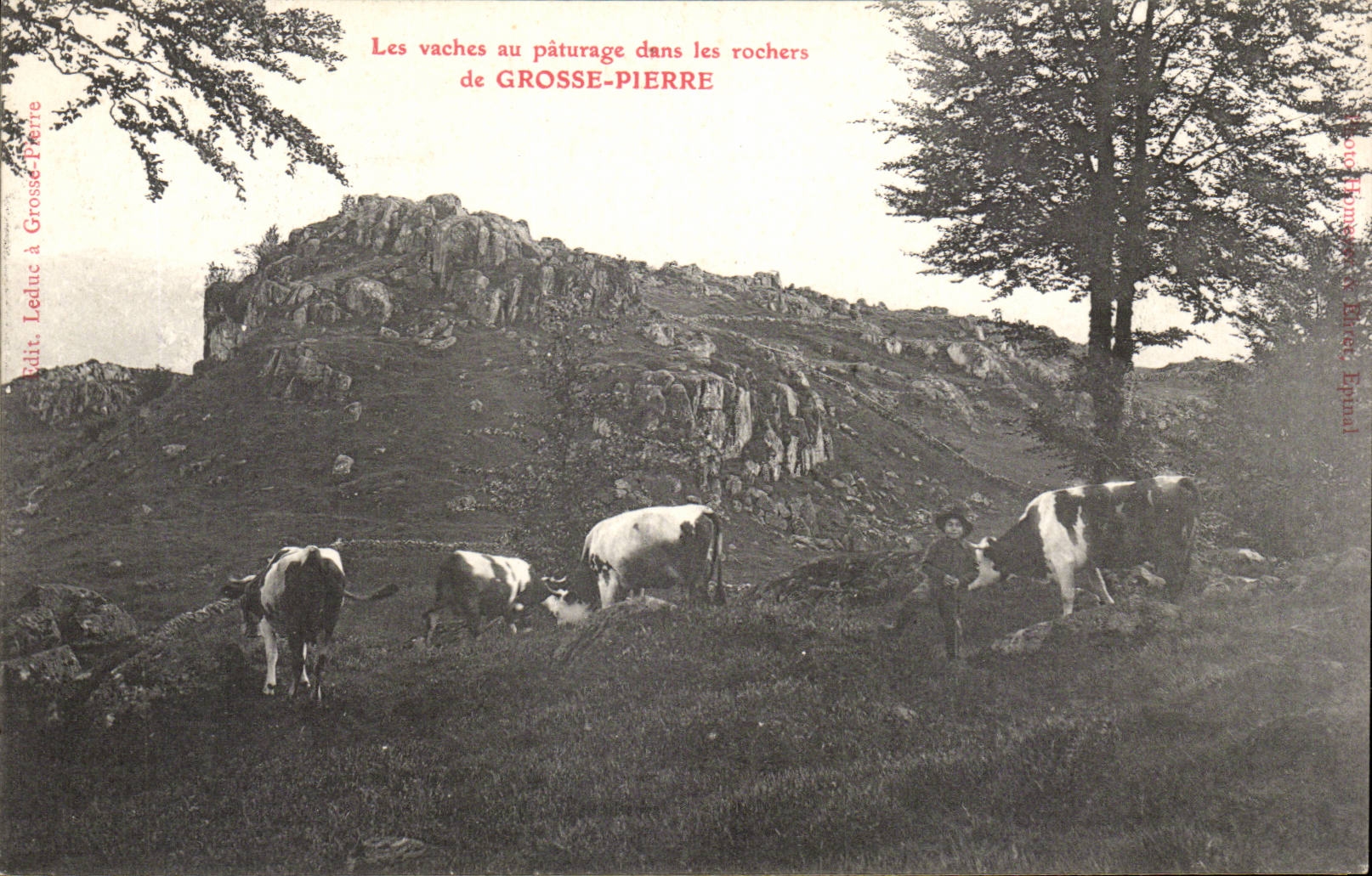 Grosse Pierre - Les Vaches au Paturage - cows - CPA 