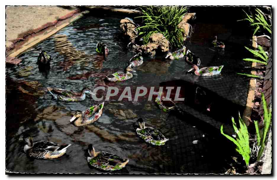 CPSM Luc sur Mer Jardin public Les canards