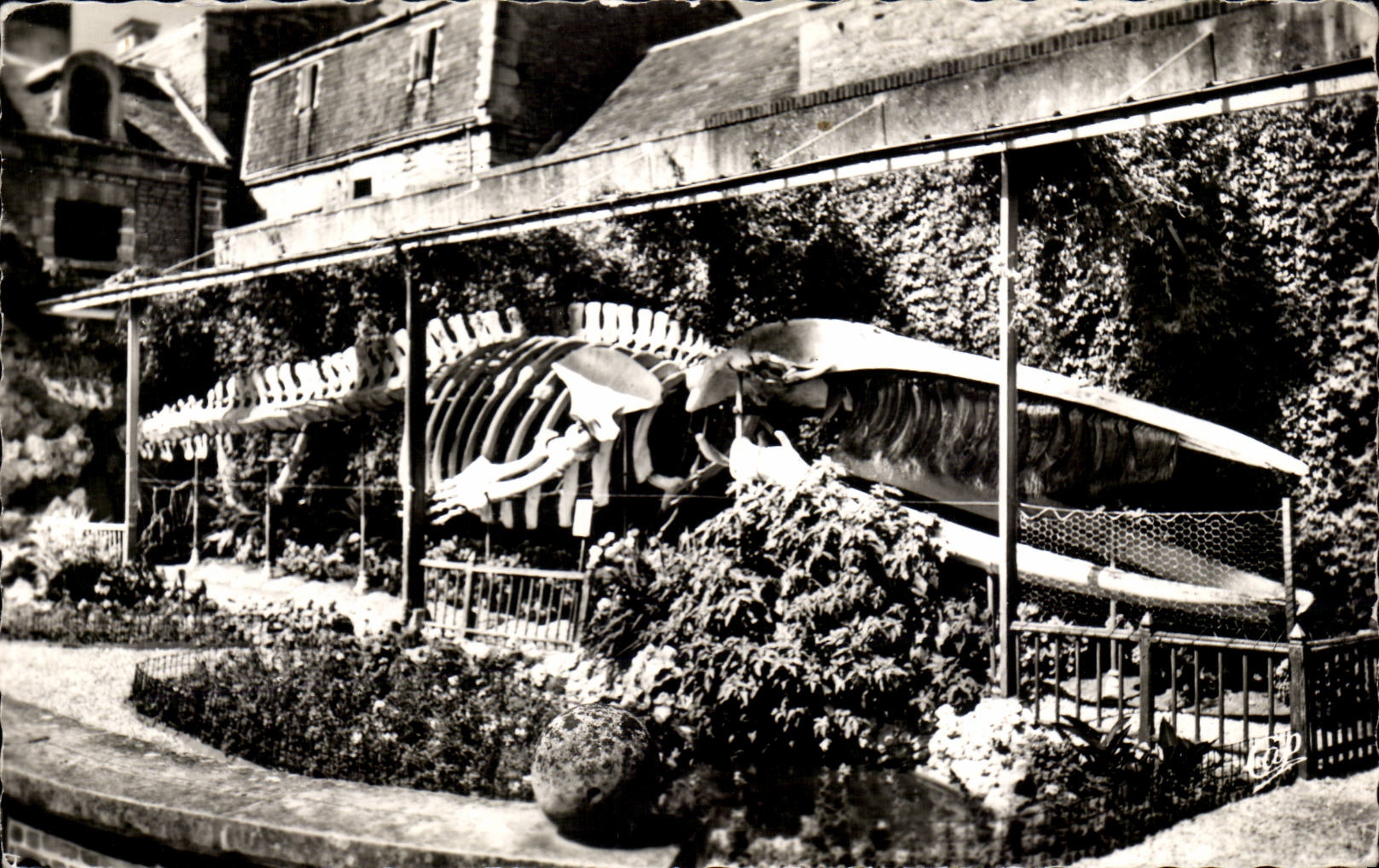 Luc-sur-Mer — Squelette de la Baleine — Cie des Arts Photomécaniques