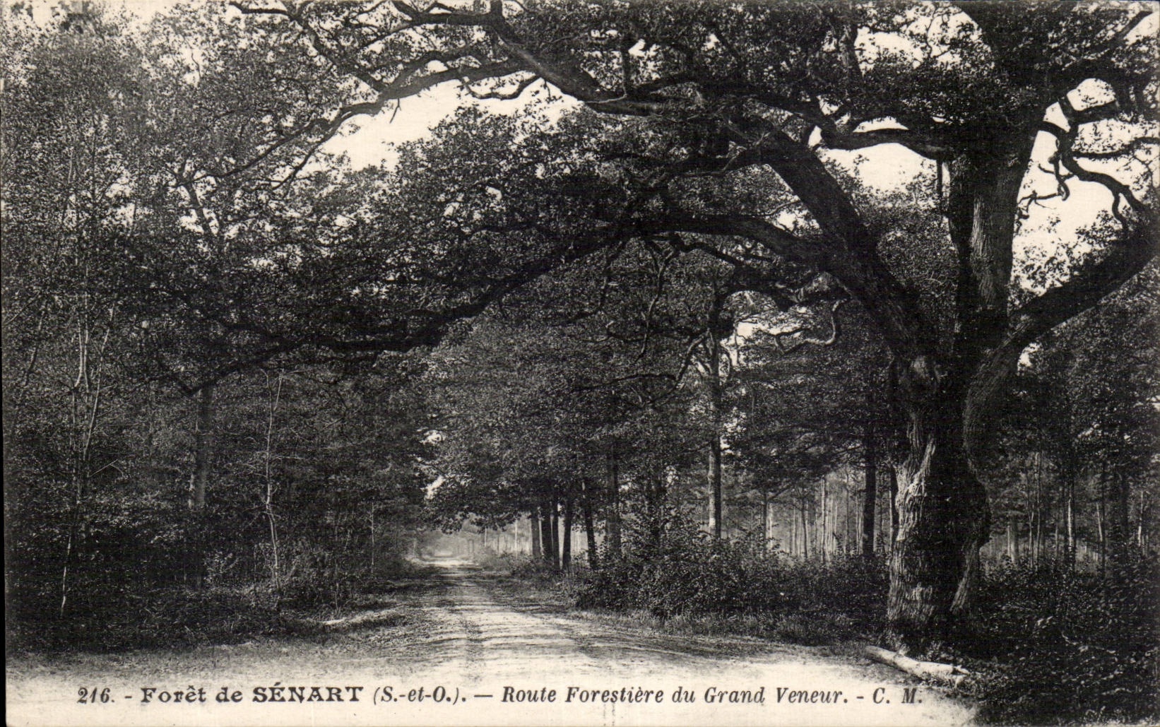 Foret de Senart - Route Forestiere Arbre Tree - CPA 