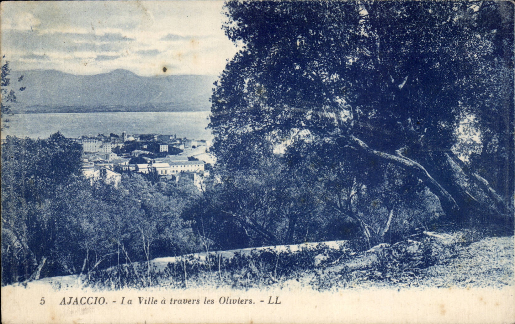 Corse - Corsica - Ajaccio - La ville a travers les Oliviers - CPA 