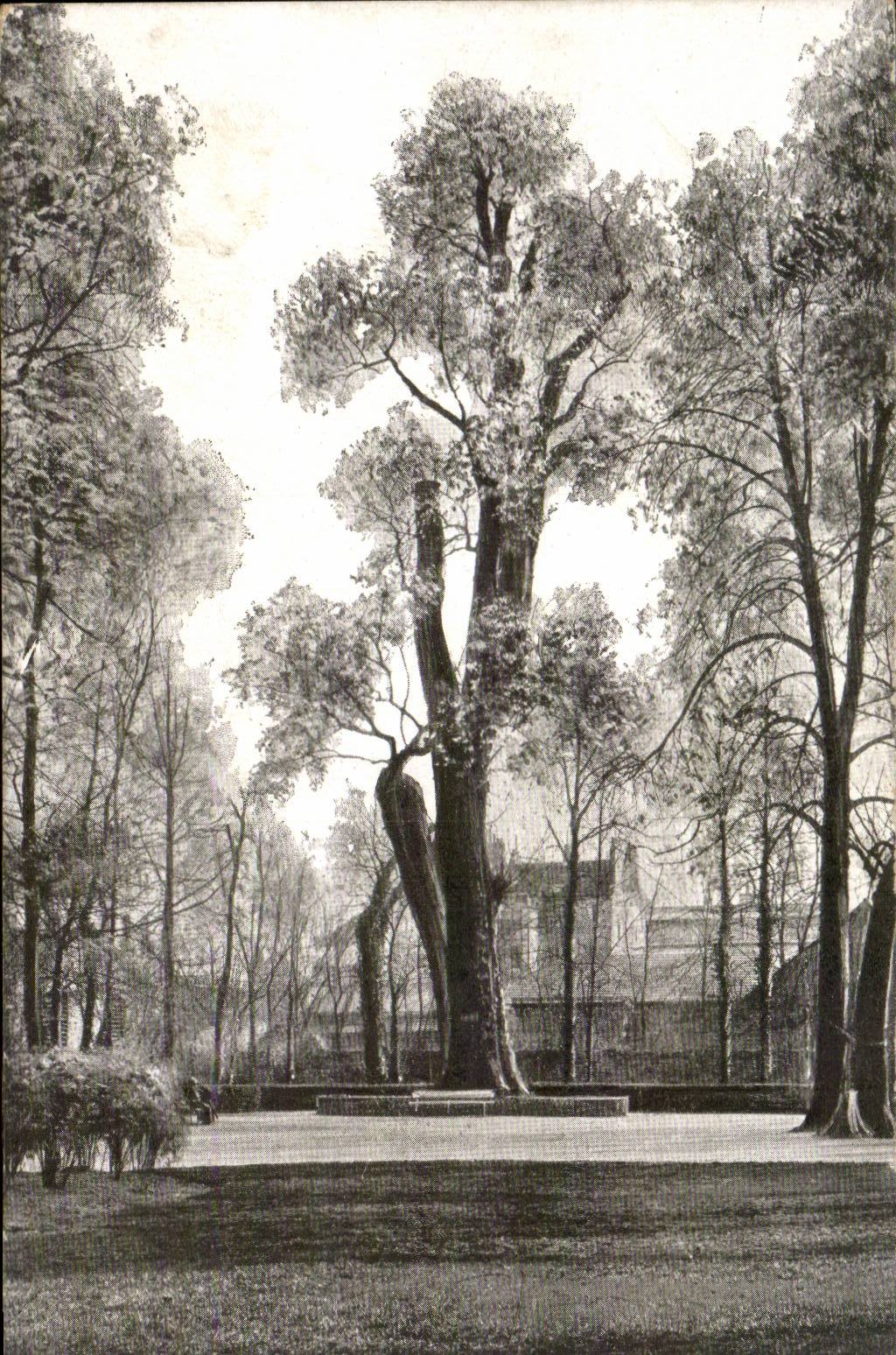Dijon - Le Parc Jardin de l'arquebuse Le peuplier noir - CPA 