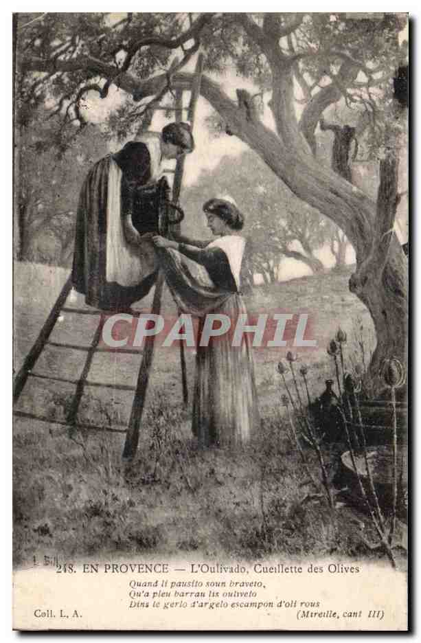 En Provence - L'Oulivado - Cueillette des Olives - Olive picking - femmes - fantaisie - CPA 