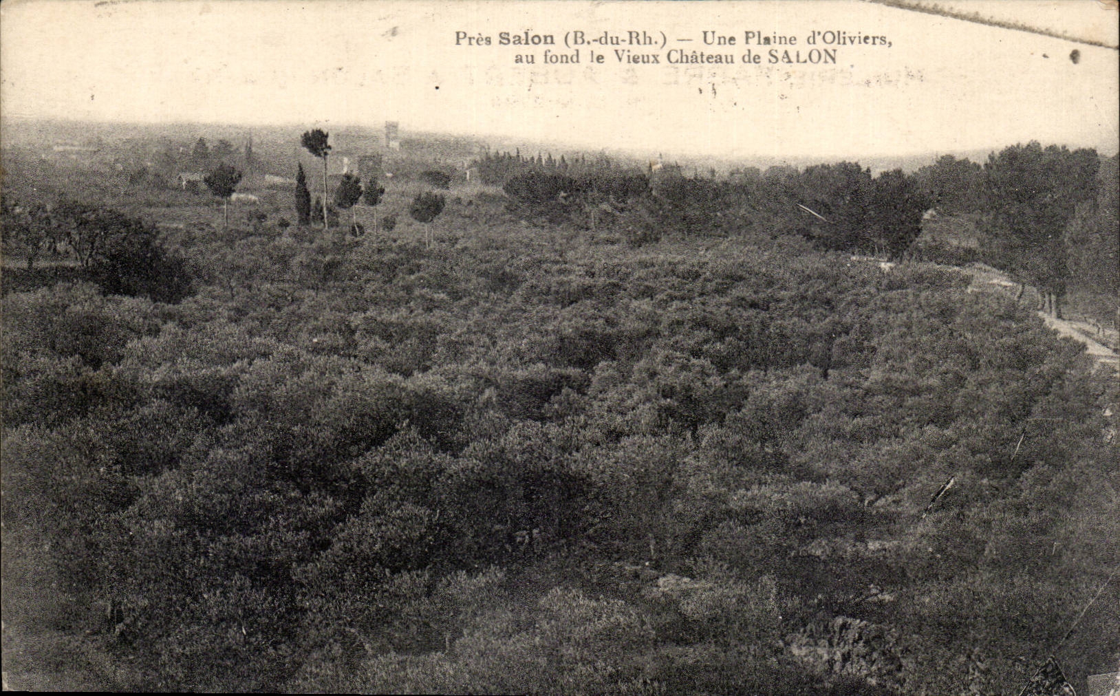 Pres Salon - Une Plaine d'Oliviers - Le Vieux Chateau de Salon - CPA 
