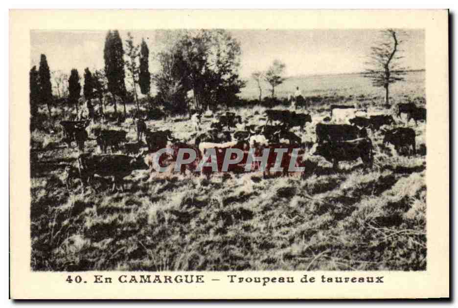 Camargue — Troupeau de taureaux — Phototypie Lescuyer, Lyon, n°40