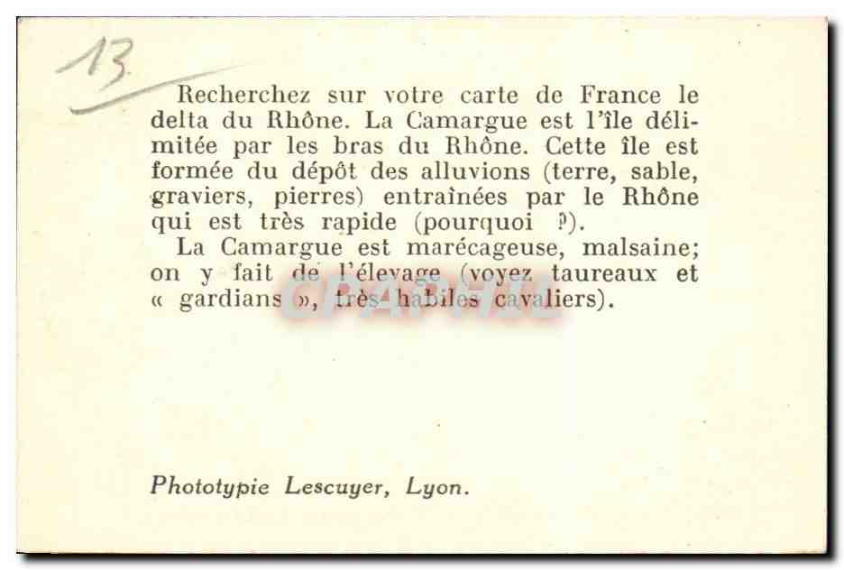 Camargue — Troupeau de taureaux — Phototypie Lescuyer, Lyon, n°40 — Reverso