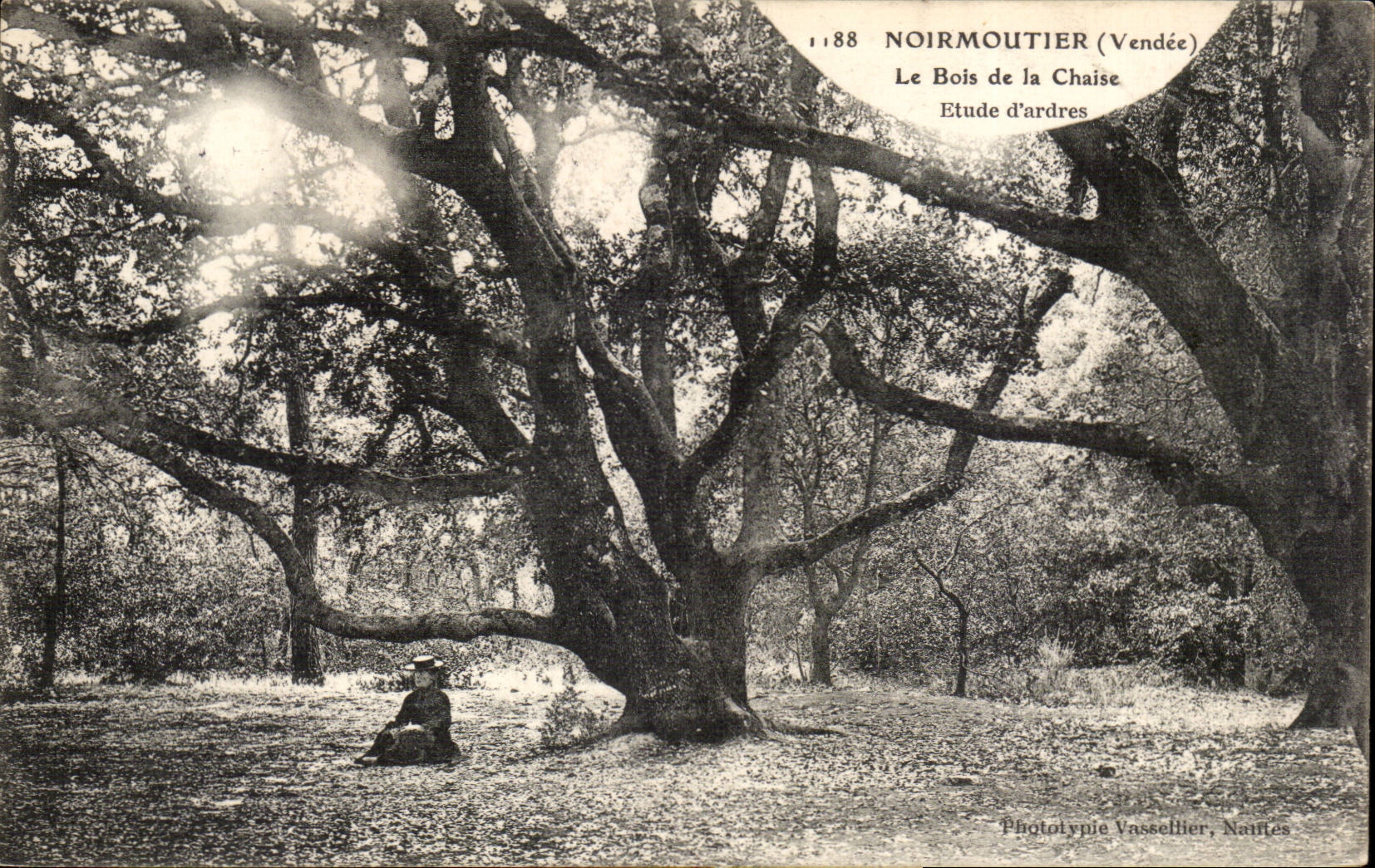 CPA Noirmoutier Le bois de la Chaise Etude d'arbres