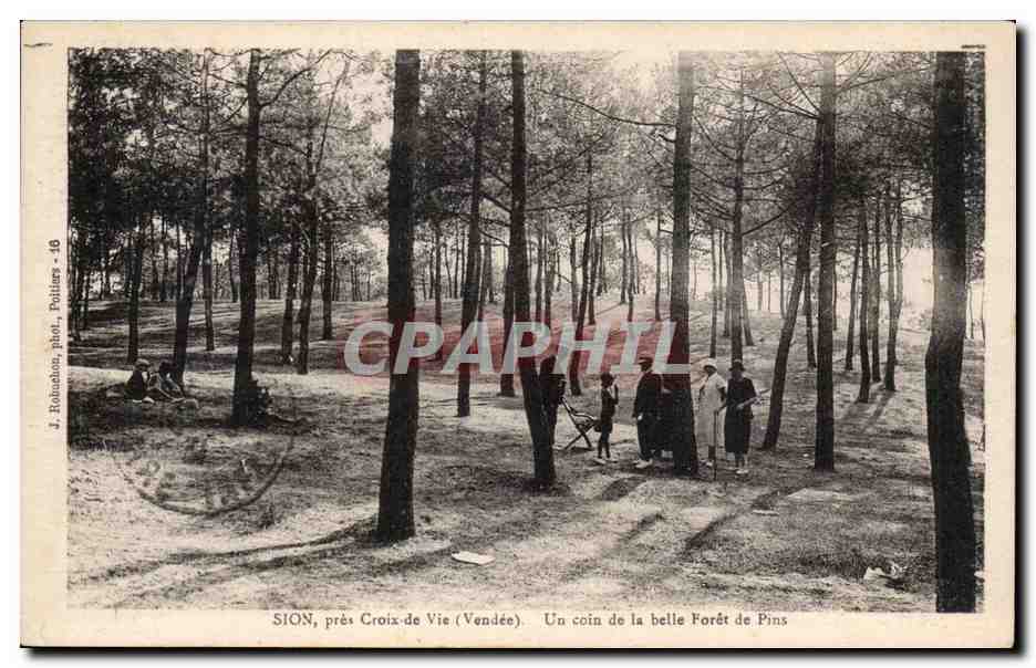 CPA Sion pres Croix de Vie Un coin de la belle foret de pins