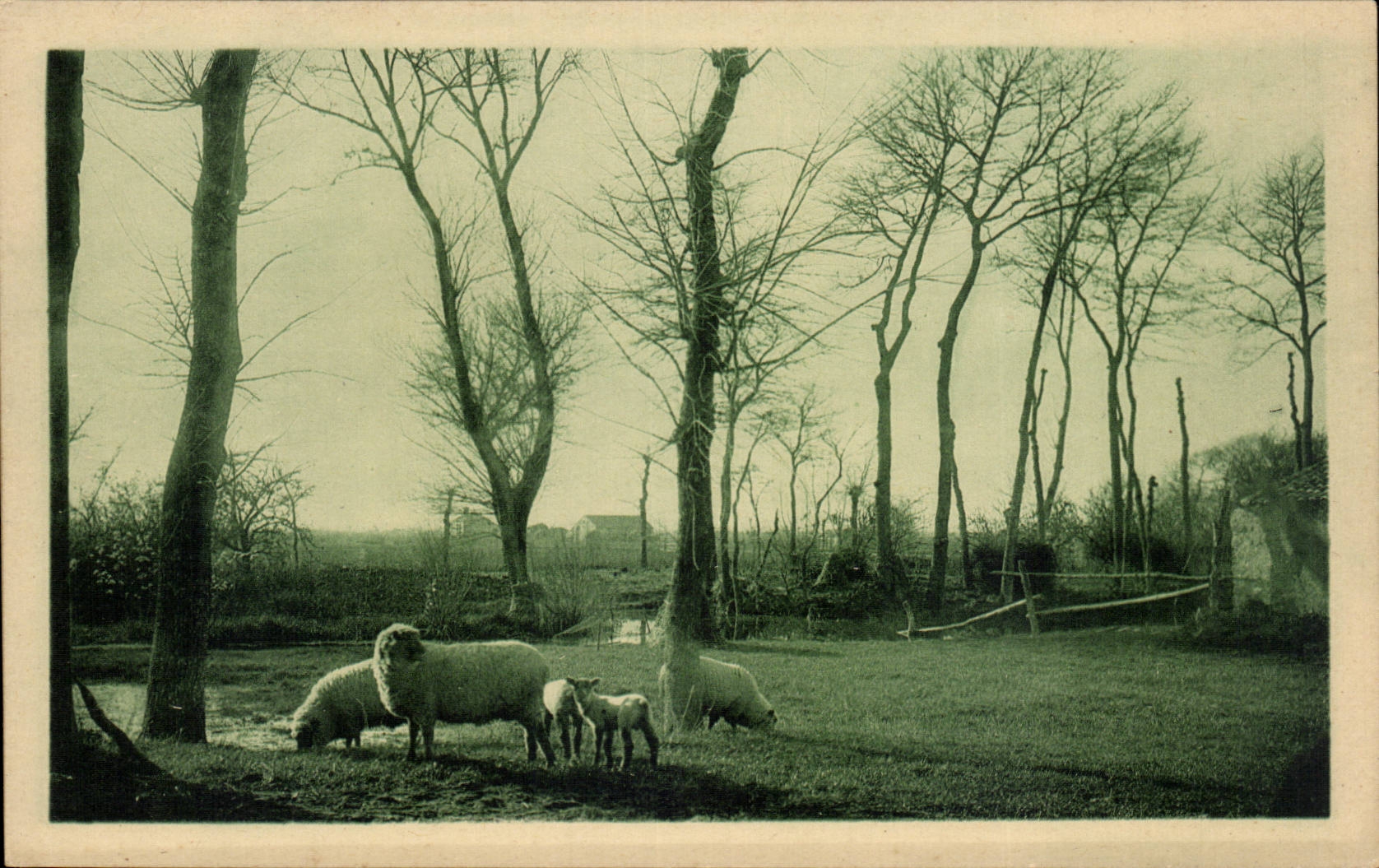 CPA Vendee Maraichine Moutons au pelerinage