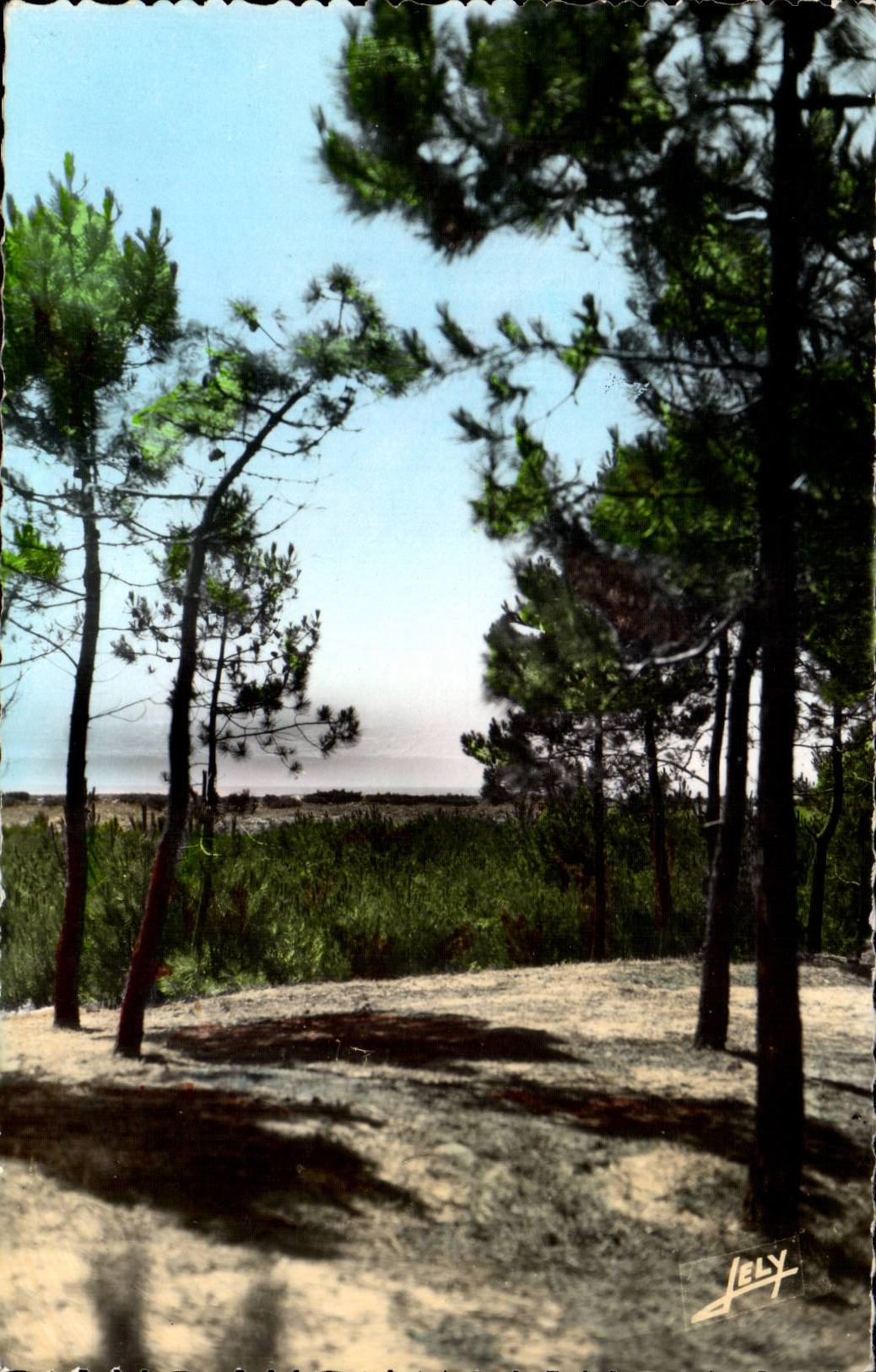 Notre-Dame-de-Monts — La Forêt - La Mer à travers les Pins — Editions JEHLY-POCUPIN