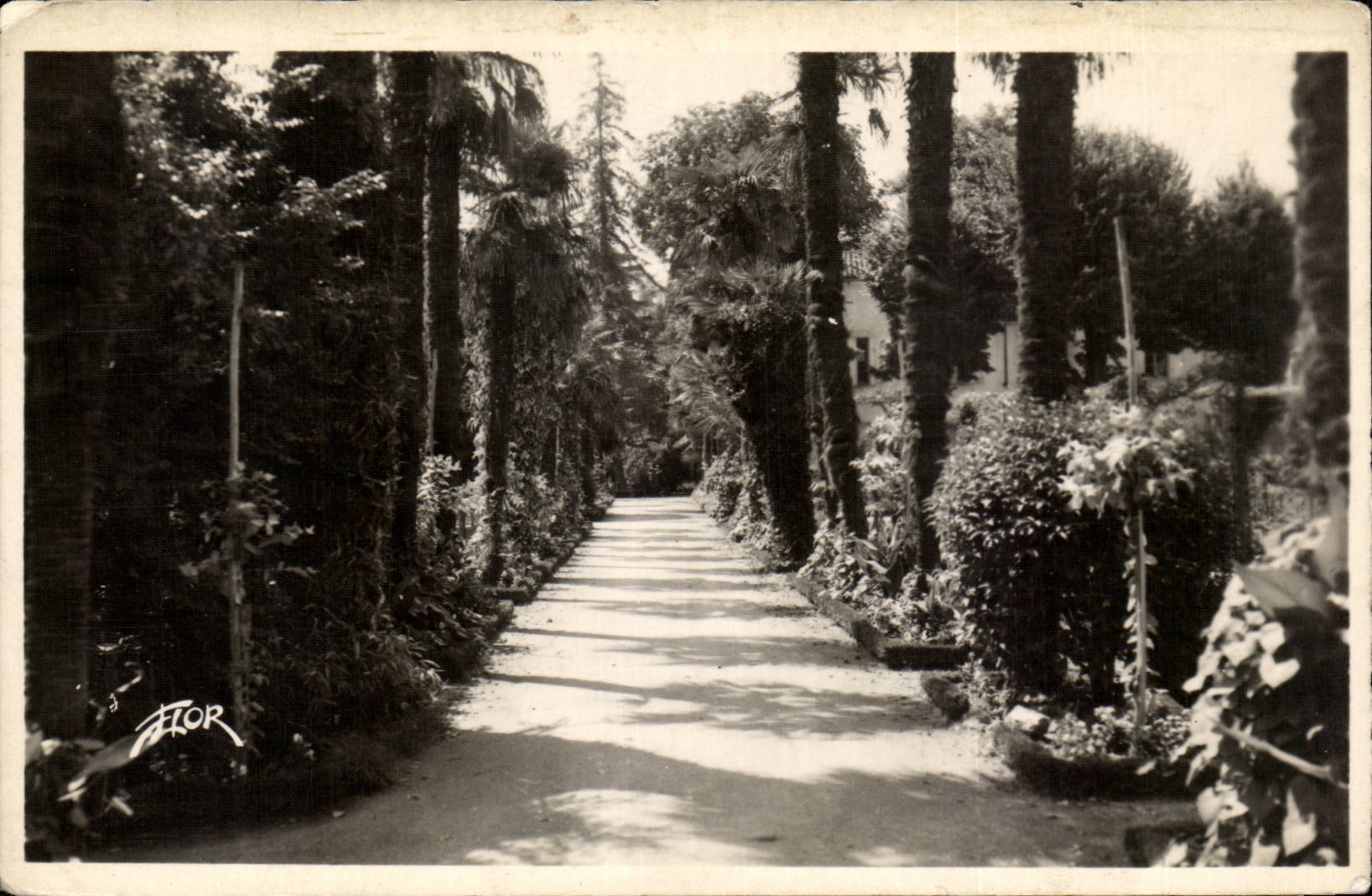 CPSM Bergerac Allee des palmiers au jardin public