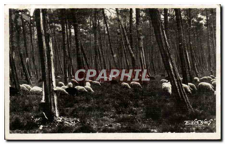 Moutons dans la forêt — Évignes — Photo E. Vignes