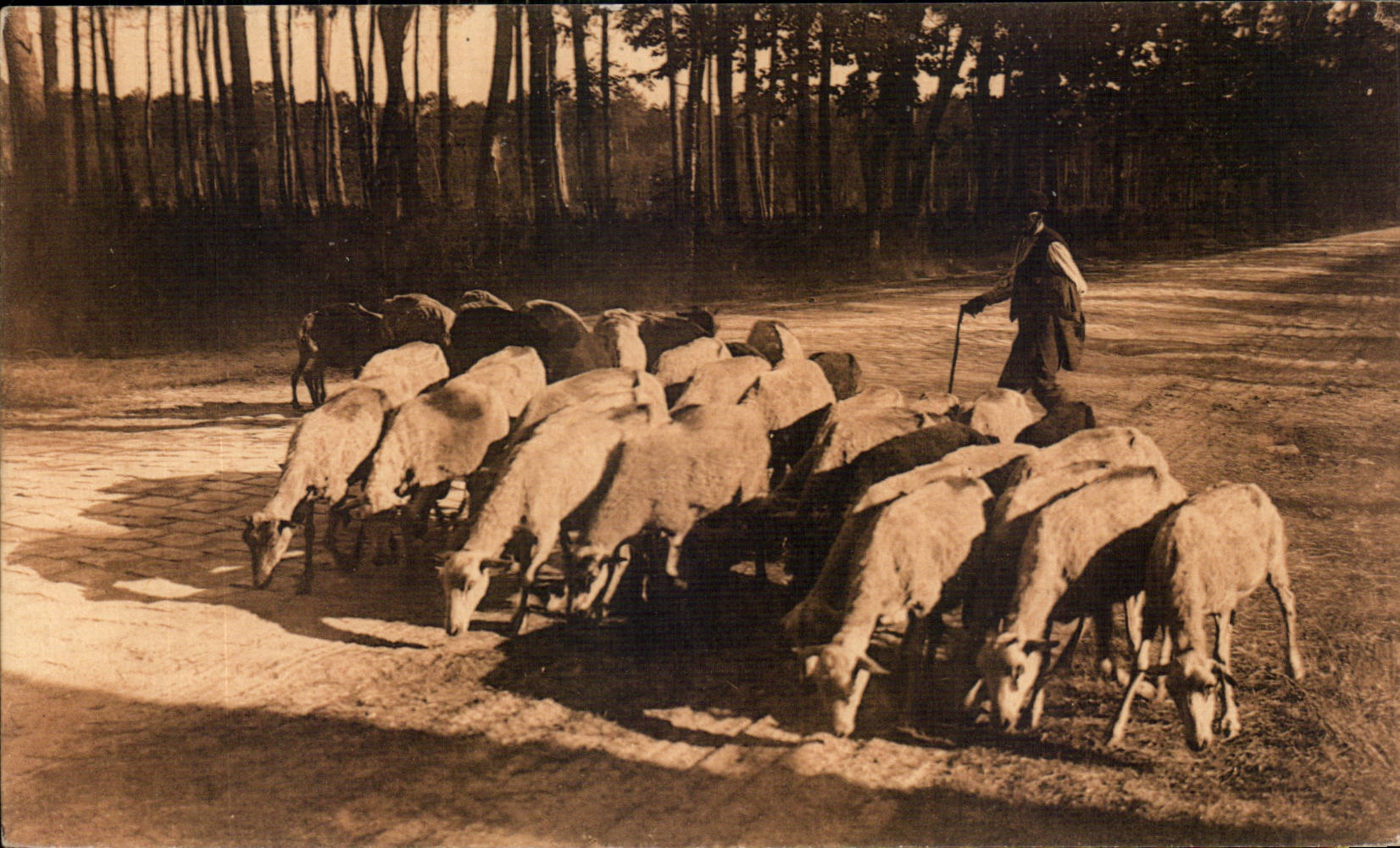 CPA Les Landes Troupeau de moutons sur la grande route Bordeaux Bayonne
