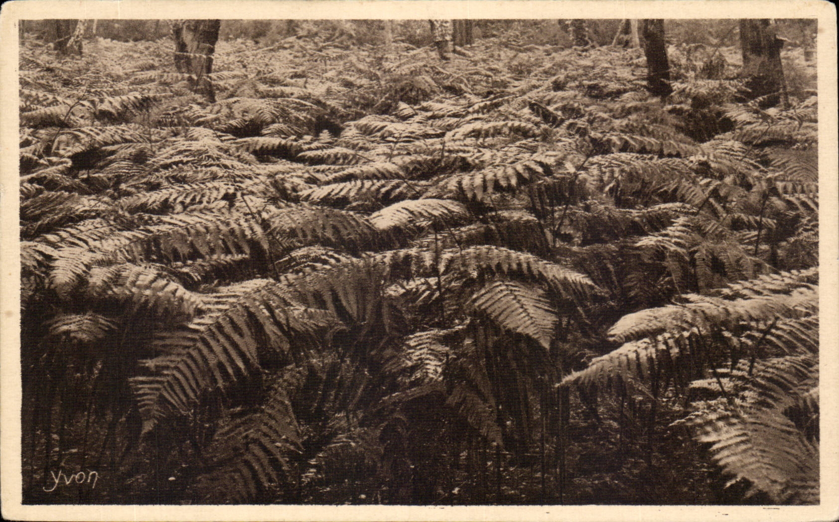 Les Fougères — Les Landes de Gascogne — Édition d'Art YVON, Neuilly-Paris