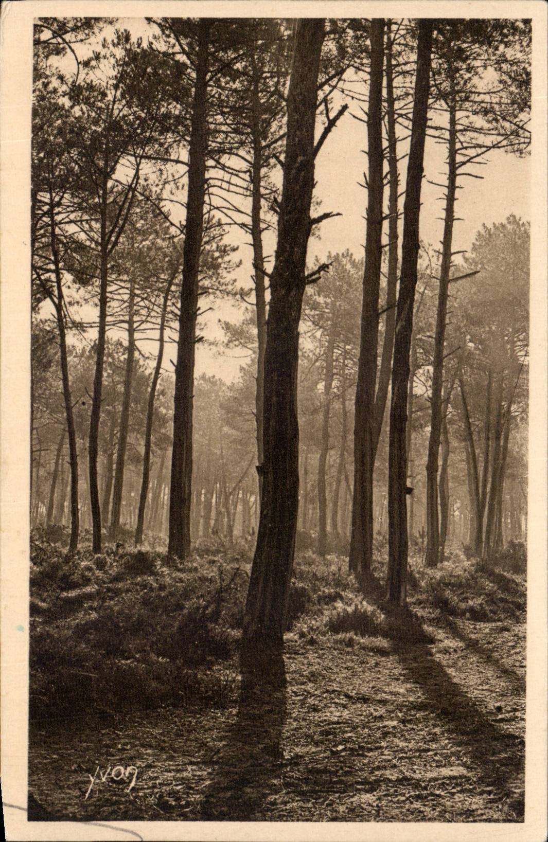 Forêt de pins — matin brumeux — Édition d'Art YVON, Paris, n°41