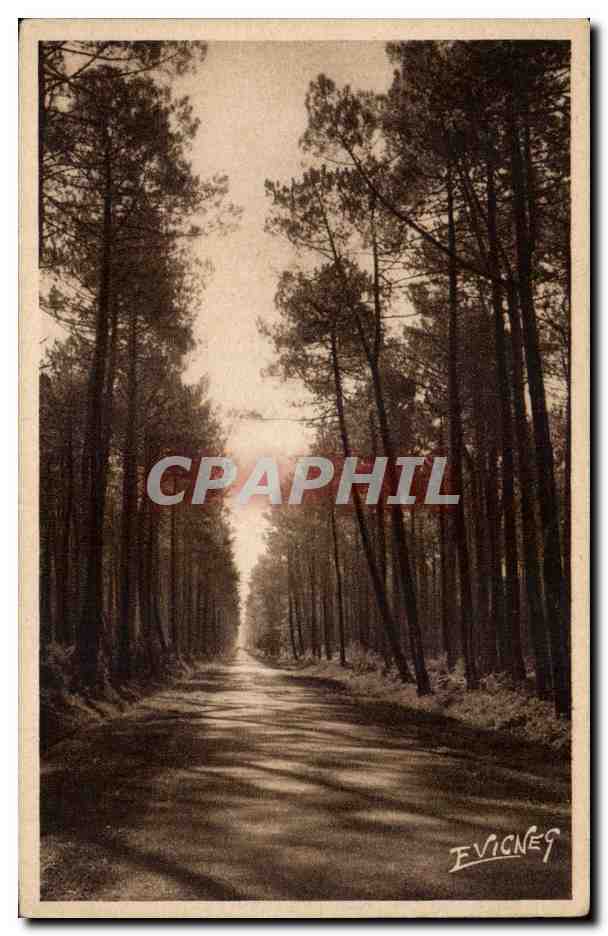 Route dans la forêt de pins — Paysages Landais — Éditions E. Vignes