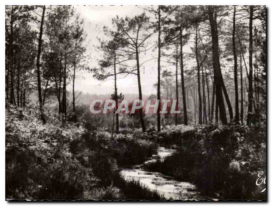 CPSM La Landes Le ruisseau dans la foret
