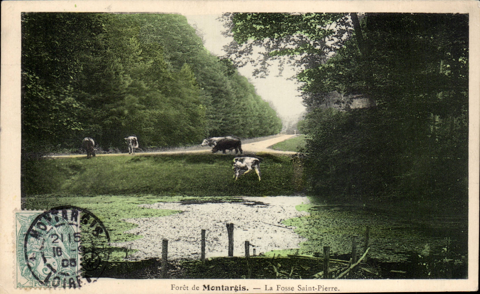 CPA Foret de Montargis La fosse Saint Pierre Vaches