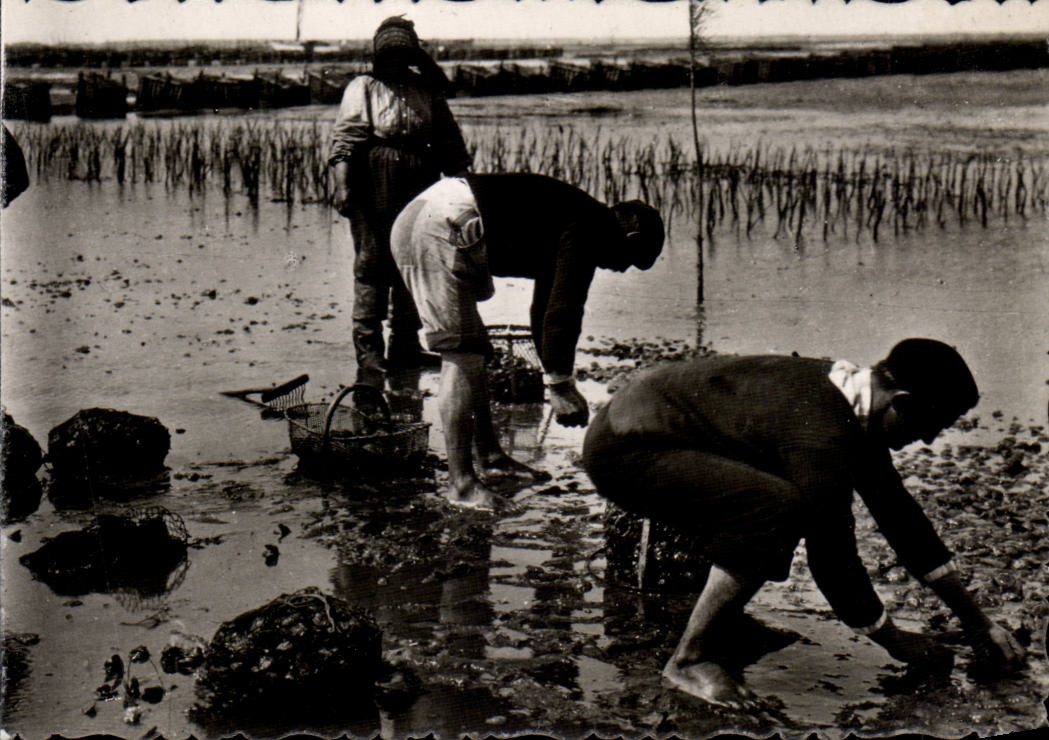 CPSM Andernos les Bains Peche aux huitres
